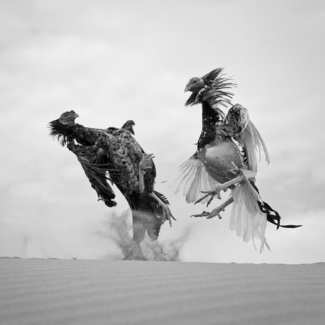 cock fighting 3