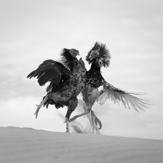 cock fighting 5