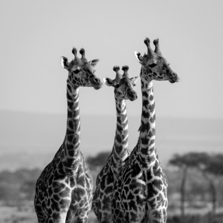 Travel Three