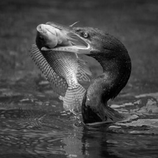 Big Meal