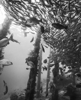 Fish Tree