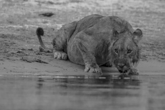 Killer at Chobe
