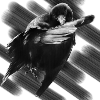 American Crow