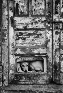 Street Dog