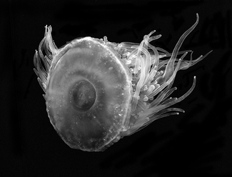 Jellyfish