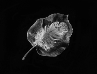 leaf feather