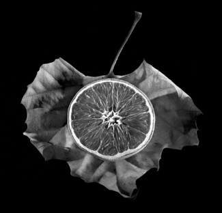 leaf