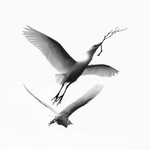 birds