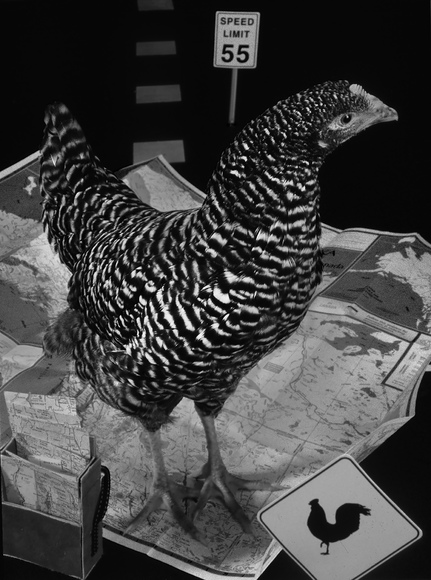 chicken crossing
