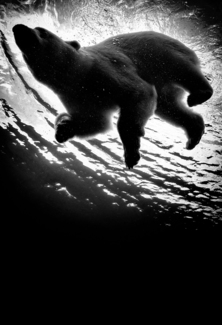 Polar Plunge