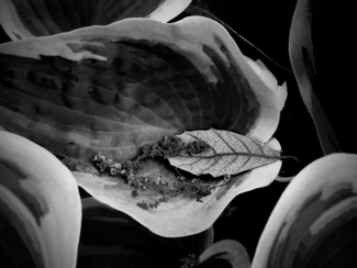 Leaves