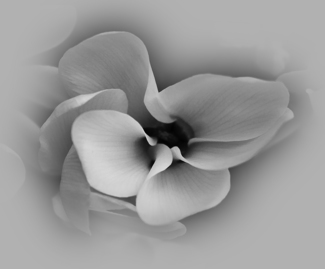 White Flower