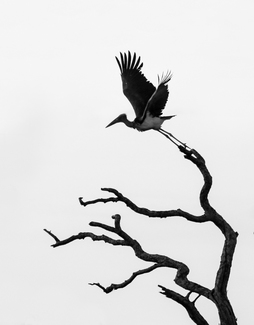 Flight