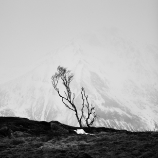 Norwegian Tree