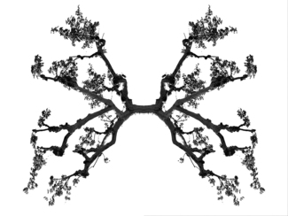 Rorschach