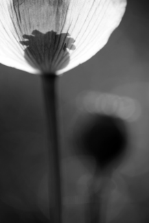 Poppy Shadow