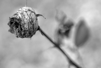 Faded Rose