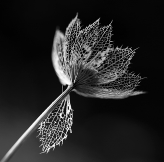 Astrantia Skeleton 