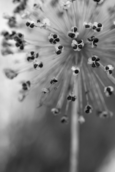 Allium