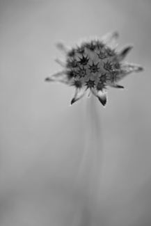 Little Stars 