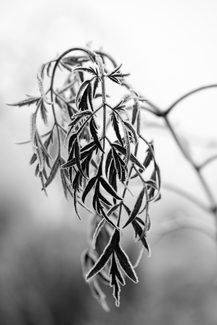 Frosted Leaves