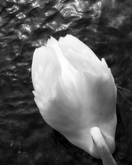 Swan