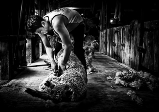 Early Morning Shearing