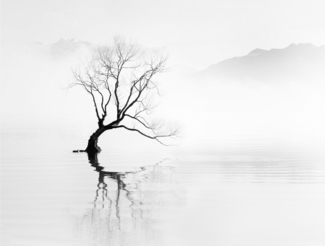 Just One Tree