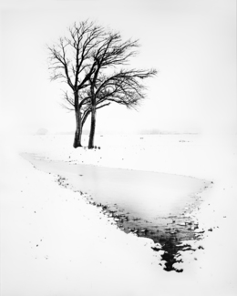 Two Trees