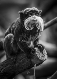 Monkey