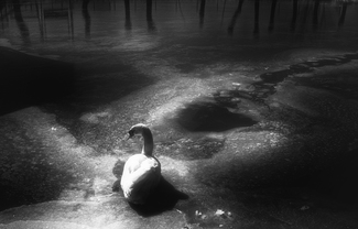 Swan