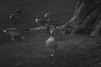 Daring Goose