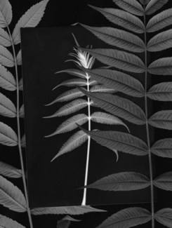 Photogram with Muse