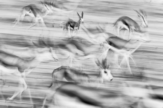 Kalahari Springbok