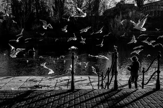 Feeding frenzy