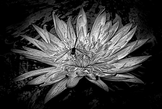 Damsel Fly and Water Lily