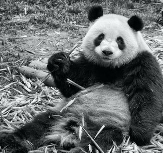 Panda-monium.