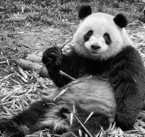Panda-monium.