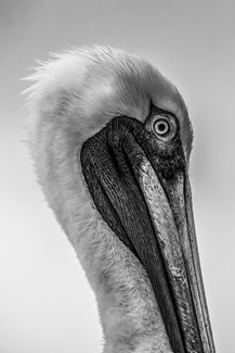 Ready for My Close Up