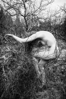 Svala- trees4