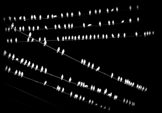 Birds on a Wire