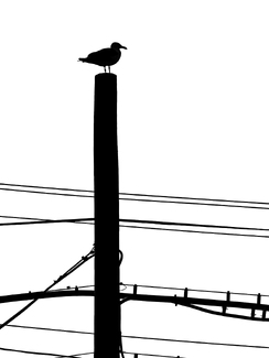 Bird on the wire