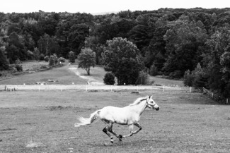 Lone Gallop