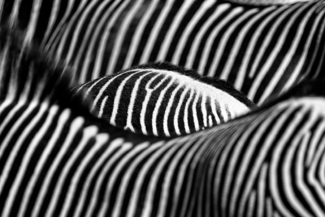 Striped 'Eye'