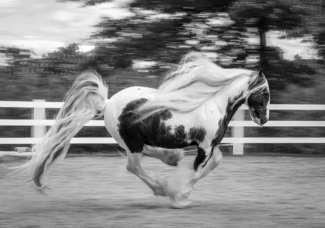 Flying Free
