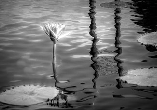 Lily Pond