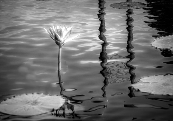 Lily Pond