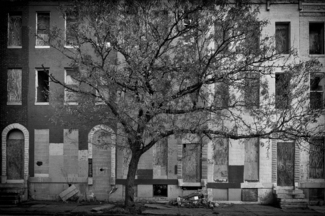 A Tree Grows in Baltimore