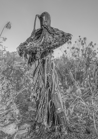 Lost Sunflower 1