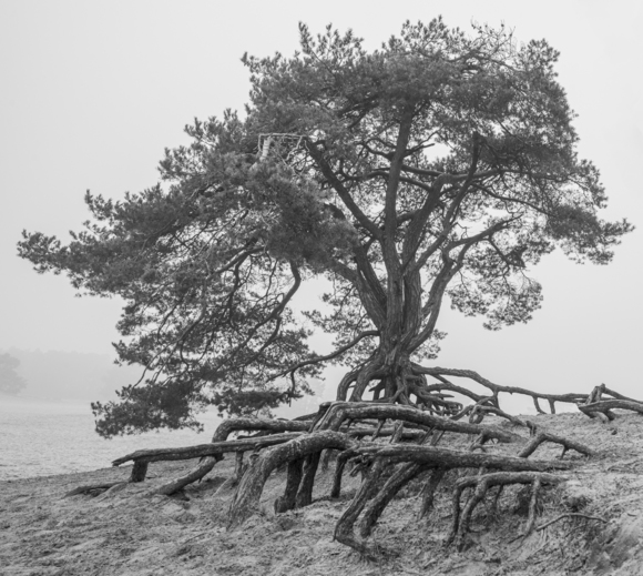  Shan Shui in Dutch landscape #1